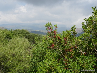Monte Serra